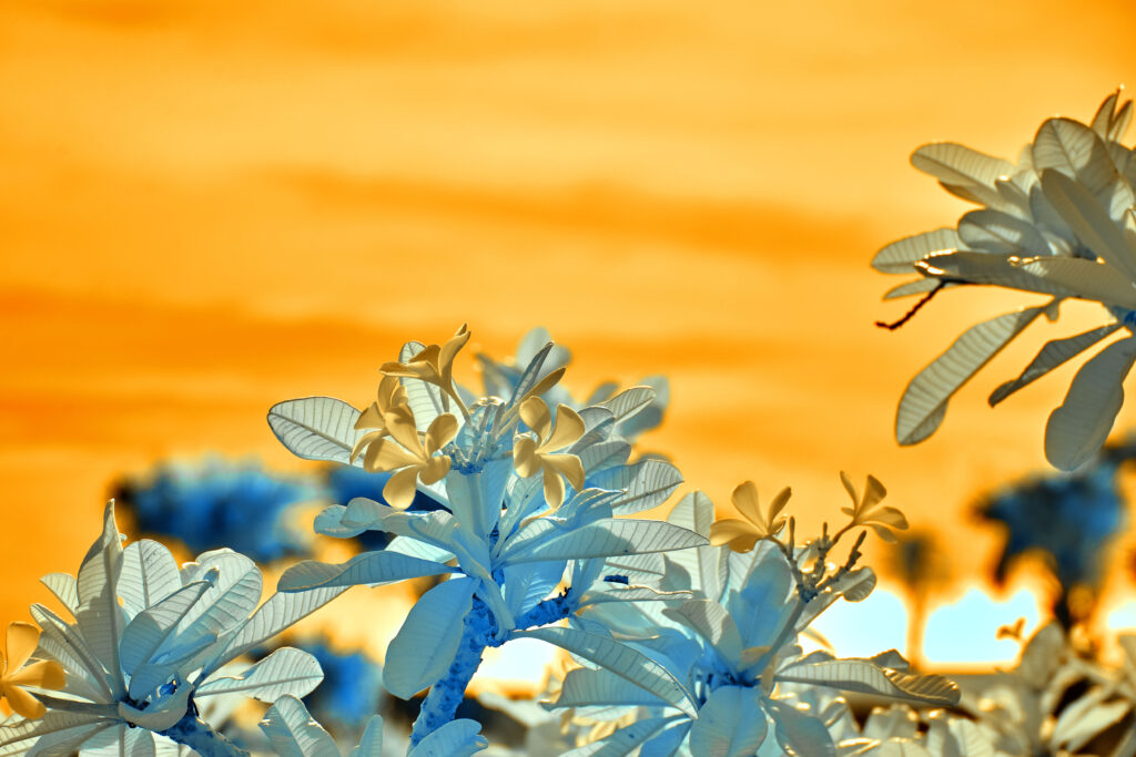 Bali Flower Landscape IR Photo 1 By Alex Liu